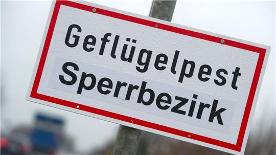 Schon wieder gibt es einen Ausbruch der Geflügelpest im Landkreis Cloppenburg - betroffen ist ein Putenbetrieb. (Archivfoto)