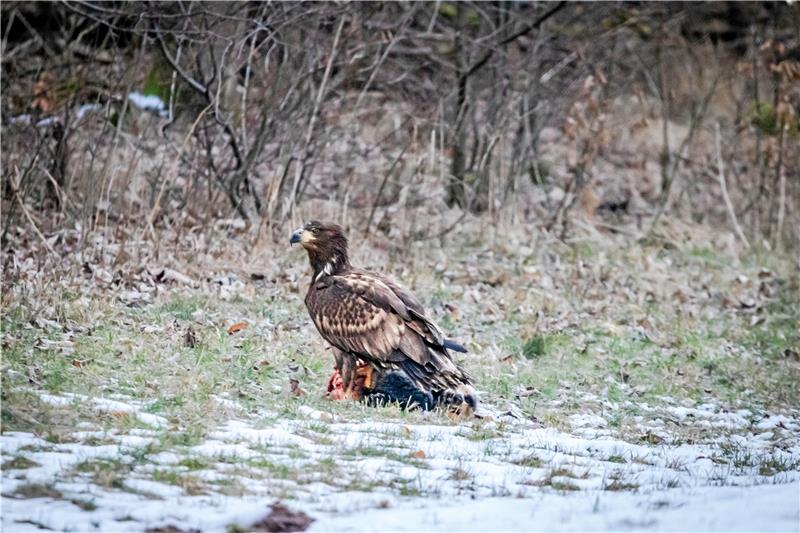Seltene Sichtung: ein Seeadler im Südharz Schützt seine Beute: Ein wachsamer Seeadler sitzt auf einem Dachskadaver. Der Vogel wurde in der Nähe von Bad Lauterberg fotografiert. Foto Karl Heinrich