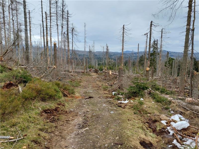 Schuhe geschnürt, Rucksack aufgesetzt, los geht’s: So sieht die Sonnenkappen-Tour jetzt aus.  Fotos: Bauer/Nationalpark Harz