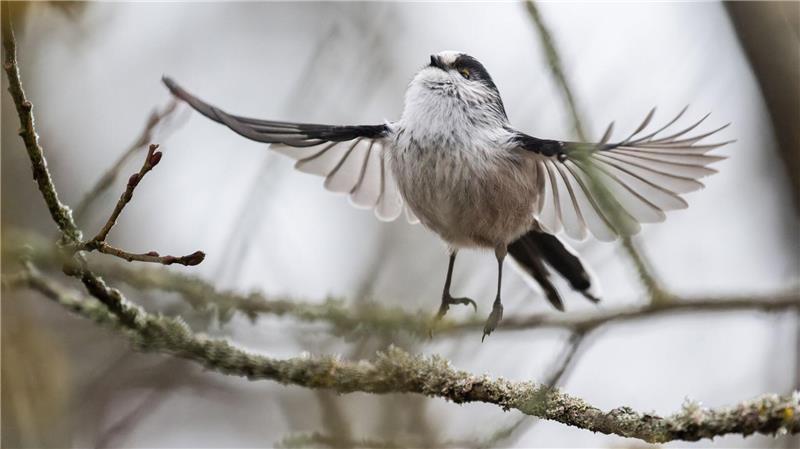 Schwanzmeise startet Flug von Baumzweig