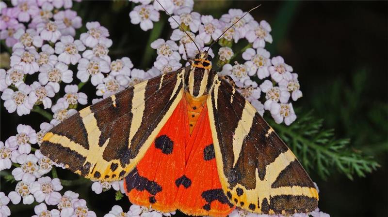 Schwarz-weiß und orangerot: So sieht der „Schmetterling des Jahres“, die Spanische Flagge, aus. 