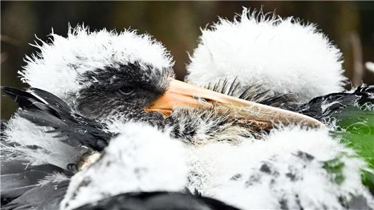 Wieder mehr Schwarzstörche in Niedersachsen Schwarzstorch-Küken haben noch weißes Fell. (Symbolbild)