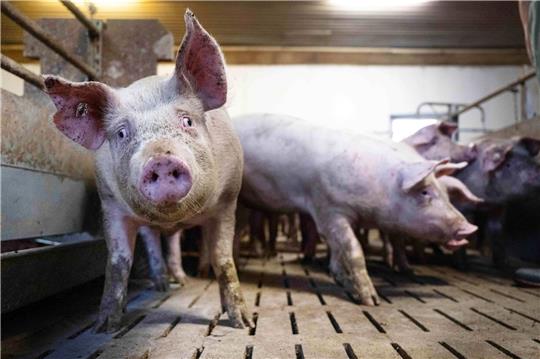 Schweine-Mastbetrieb in Niedersachsen.