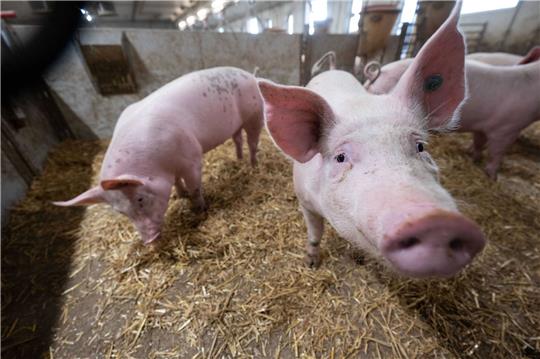 Schweine stehen in der Bucht eines Stalls.