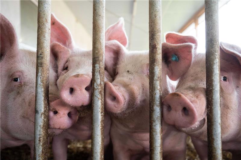 Neues Kennzeichen für mehr Tierwohl kommt 2023 Schweine stehen in einem Schweinestall. Die Ampel-Koalition ringt seit Wochen um eine Finanzierung für den geplanten Umbau der Tierhaltung hin zu höheren Standards.