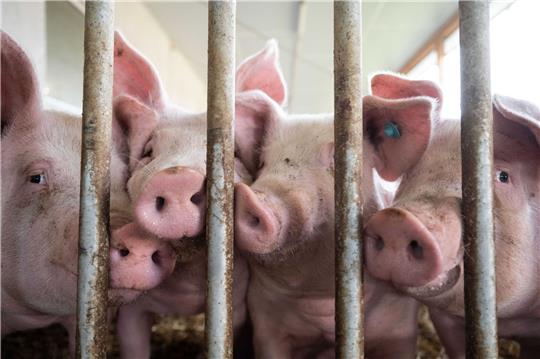 Schweine stehen in einem Schweinestall. Die Ampel-Koalition ringt seit Wochen um eine Finanzierung für den geplanten Umbau der Tierhaltung hin zu höheren Standards.