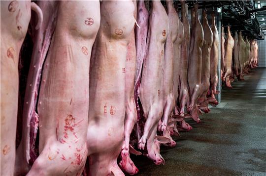 Schweinehälften hängen im Kühlhaus eines Schlachthofs. Mit einem Anteil von 62 Prozent bleibt Schwein die mit Abstand wichtigste Fleischart vor Geflügel (23,2 Prozent) und Rind (14,5 Prozent).