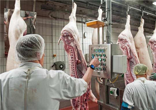 Schweinehälften passieren einen der Kontrollterminals im Zerlegebereich eines Schlachthofs in Niedersachsen. Foto: Ingo Wagner/dpa