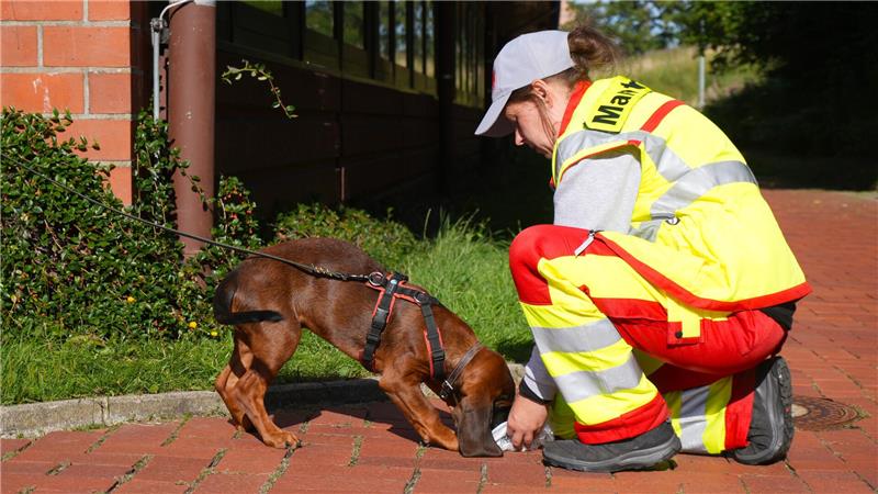So trainieren Suchhunde im Harz für den Ernstfall Schweißhund Bruno ist das jüngste vierbeinige Mitglied der Nordharzer Suchhundestaffel. In kleinen Schritten führt ihn Trainerin Lisa-Marie Rieck an das Mantrailing heran.