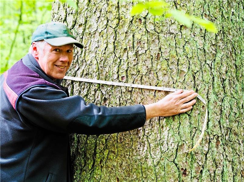 Wechsel an der Spitze der Revierförsterei Hohegeiß Schwer zu messen: Der scheidende Förster Matthias Lüttgau an einer der „Dicken Tannen“, die zu seinem Revier gehört. Fotos: Landesforsten