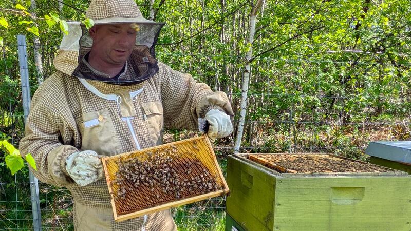 Sebastian Kuhn ist Imker und Bienen-, Hornissen, sowie Wespenberater für den Oberharz und umliegende Städte.