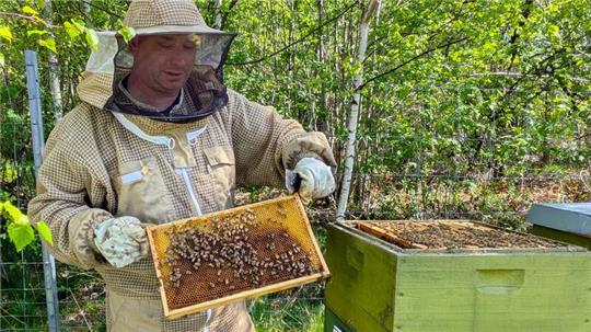 Sebastian Kuhn ist Imker und Bienen-, Hornissen, sowie Wespenberater für den Oberharz und umliegende Städte.