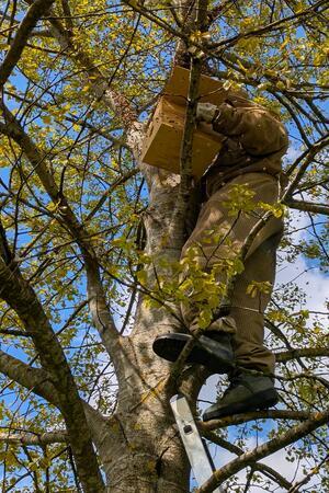 Schwärmende Insekten: Oberharzer Bienenberater gibt Tipps Sebastian Kuhn klettert mit einer Leiter hoch hinaus, um das schwärmende Bienenvolk einzufangen.