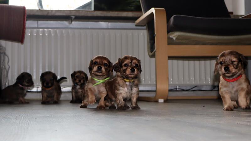 Sechs Welpen. 