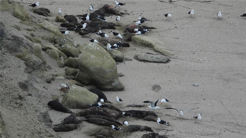 Vogelgrippe breitete sich unter See-Elefanten aus See-Elefanten in Argentinien wurden von der Vogelgrippe besonders schwer getroffen. Hier sind tote Tiere an einem Strand zu sehen.