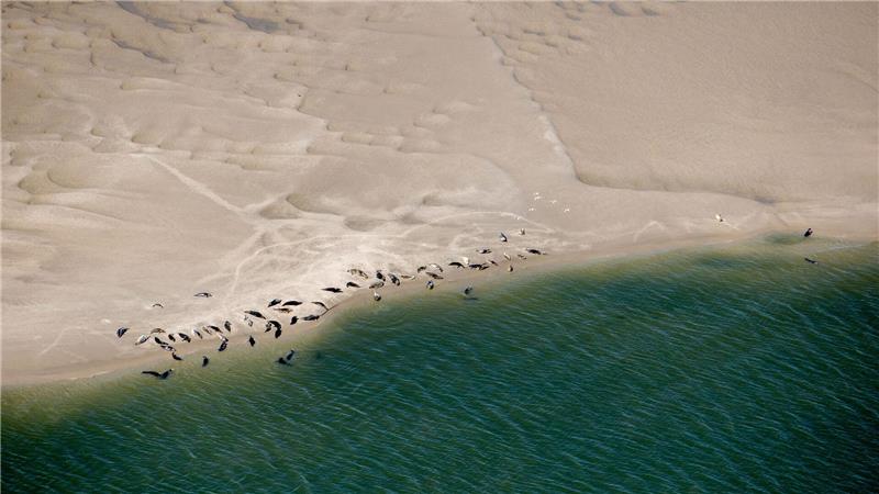 Seehunde und Kegelrobben fühlen sich im Wattenmeer wohl. (Archivbild)