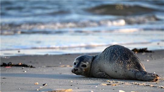 Seehunde zählen zu den größten Meeresraubtieren im Wattenmeer. (Archivbild)