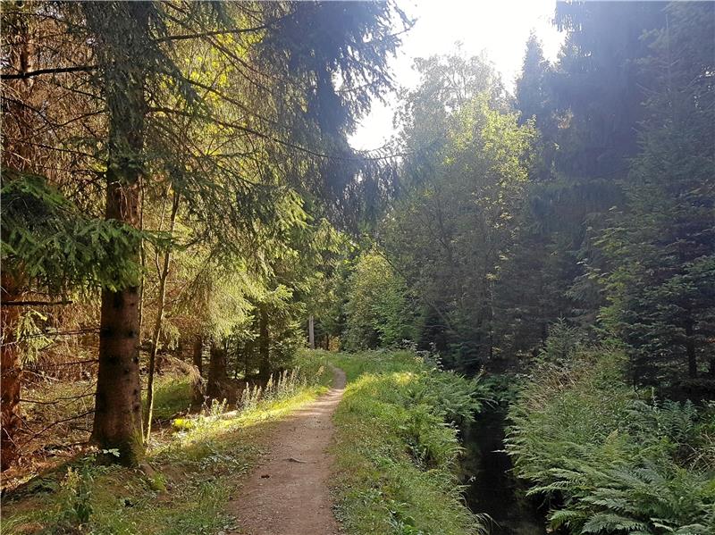 Klosterhof will Waldbaden anbieten Sehen, riechen, fühlen: Waldbaden bedeutet, die Natur mit allen Sinnen zu erleben. Fotos: Römhild