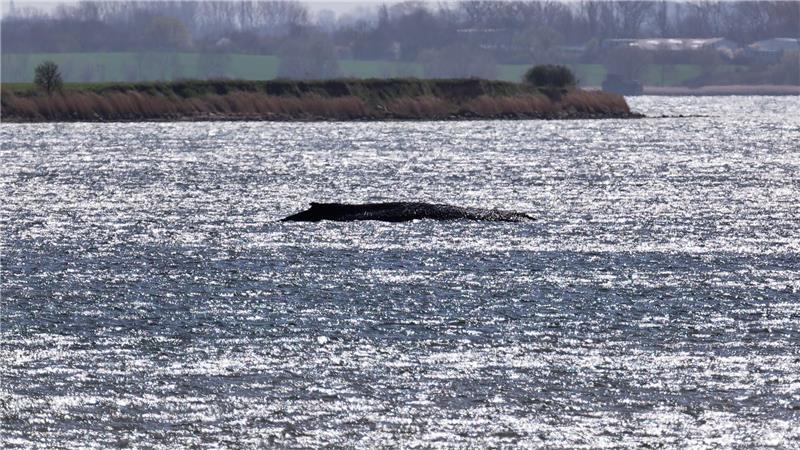 Verletzter Buckelwal – Gutachten am Dienstag erwartet Sein Körpergewicht drückt den aus dem Wasser ragenden Wal tiefer in den Meeresgrund.