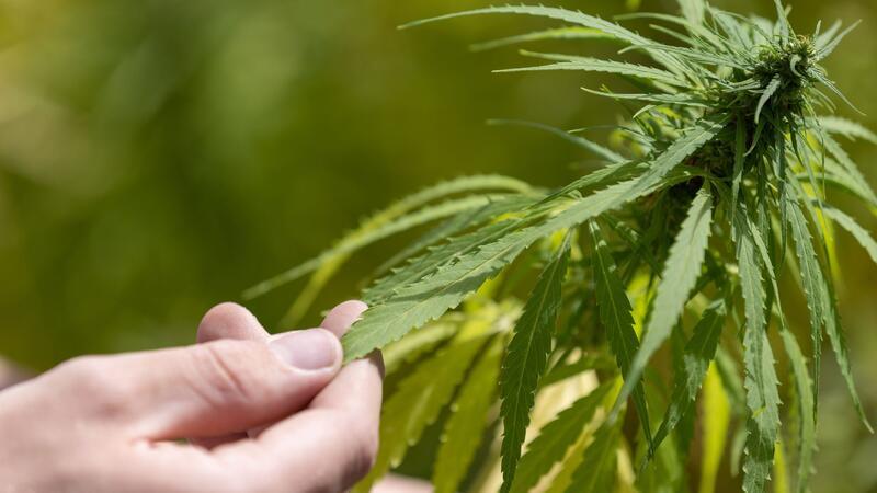 16 Vereinigungen stellen Anträge für Cannabis-Anbau Seit 1. Juli dürfen in Deutschland Cannabis-Anbauvereine zugelassen werden. (Symbolbild)