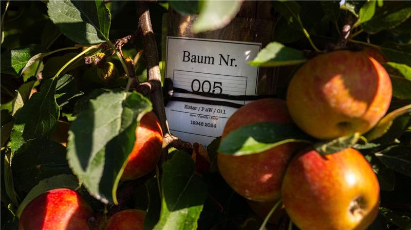 Altes Land erwartet gute Ernte - Patenschaften beliebt Seit 2004 strömen von September an Familien auf den Apfelpatenhof in Jork, um ihr Bäumchen mit Namensschild abzuernten.