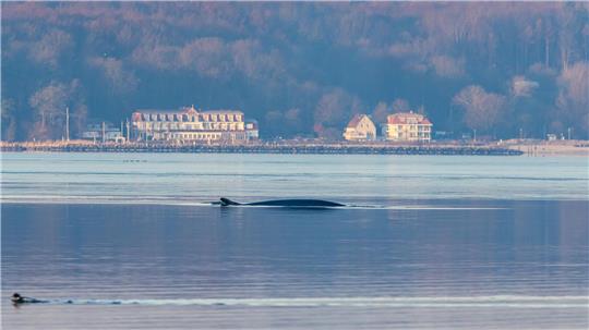 Seit Anfang des Jahres wird der Wal regelmäßig in der Flensburger Förde gesichtet.