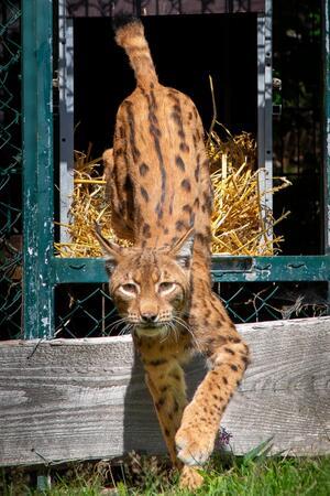Wie die größte Raubkatze Deutschlands in den Harz zurückkehrte Seit August lebt der Kuder Reto im Luchsgehege an der Rabenklippe. Schulkinder gaben ihm jüngst seinen Namen.