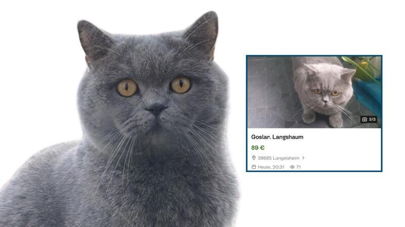 Seit Ende Mai fehlt von Kater Gringo jede Spur.
