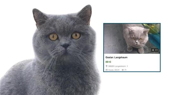 Seit Ende Mai fehlt von Kater Gringo jede Spur.