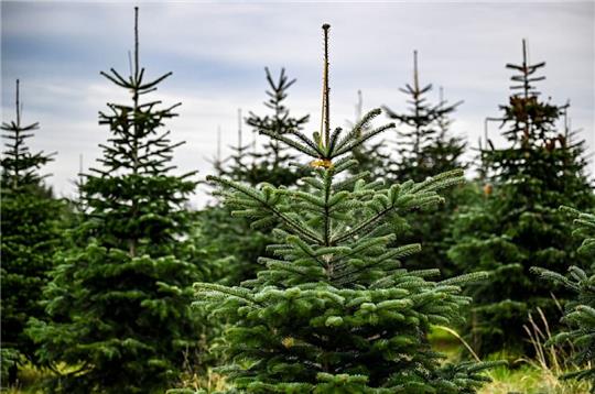 Seit Jahren gilt die Nordmanntanne als beliebtester Christbaum. Foto: Jens Kalaene/dpa