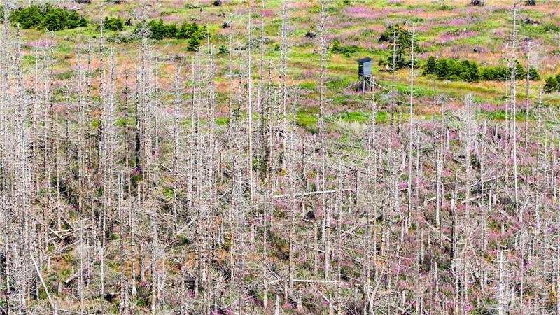 Seit Jahren setzt der Borkenkäfer den deutschen Fichtenwäldern zu, Trockenheit und Sturmschäden kommen als Belastung hinzu. (Archivbild)