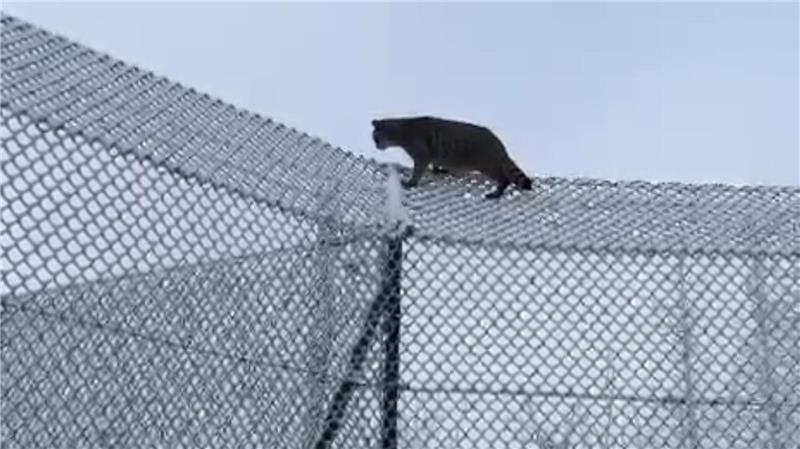 Seit Januar – hier eine Aufnahme von Anfang des Jahres – büxt Clarence regelmäßig aus und läuft über die Zaunkrone in die Gehege ihrer Artgenossen.