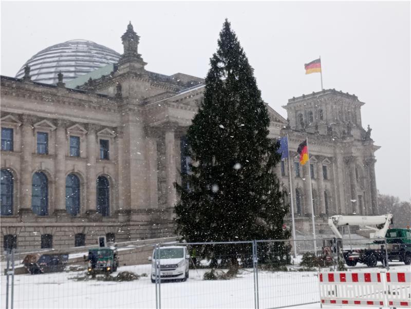 Seit Montag steht die Rotfichte vor dem Reichstagsgebäude, am Sonntag soll sie zum ersten Mal erleuchtet werden.  Foto: Kulick