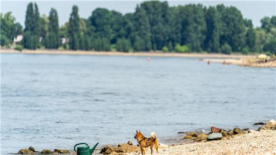 Seit Samstagabend werden drei Menschen nach dem Baden im Rhein vermisst. (Archivbild)