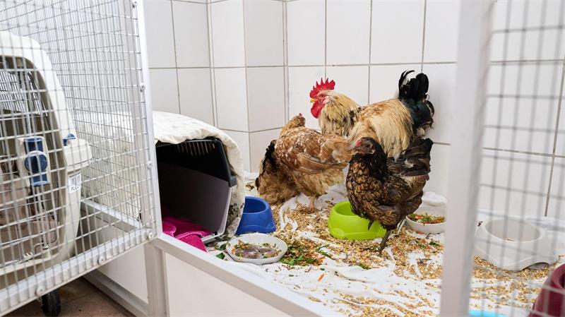 Seit Sonntag erholen sich die geretteten Hühner im Tierheim Bremen. 