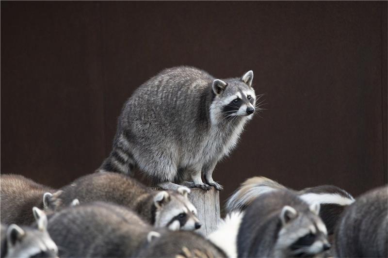 Geretteter Waschbär in Seesen getötet Seit einigen Jahren breitet sich der Waschbär fast explosionsartig auch im Harz aus. Foto: Pixabay