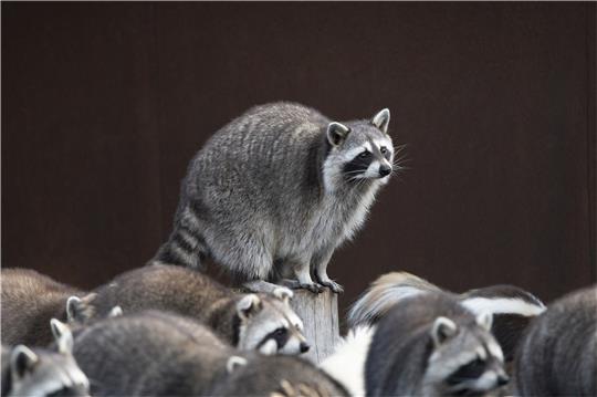 Seit einigen Jahren breitet sich der Waschbär fast explosionsartig auch im Harz aus. Foto: Pixabay
