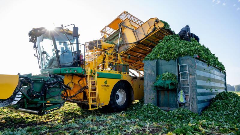 Landwirt erntet Grünkohl im Hochsommer Seit einigen Wochen wird das Wintergemüse bereits von Feldern in Niedersachsen geerntet.