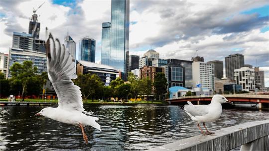 Seit mehreren Jahren grassiert die größte je dokumentierte Vogelgrippewelle. Nun fürchtet Australien um seine Tiere. (Archivbild)