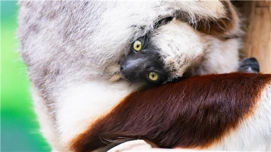 Seltene Geburt im Kölner Zoo: Erstes Coquerel-Sifaka-Baby Europas