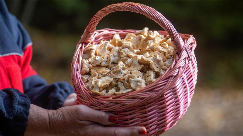 Semmelstoppelpilze gehören zu den Pilzsorten, die in radioaktiv belasteten Gebieten erhöhte Strahlenwerte aufweisen. (Archivbild)