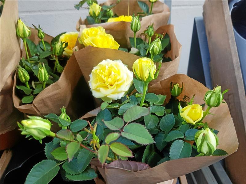 Spätsommer bringt endlich die ersehnte Wärme September: Topfrosen brauchen viel Licht, aber keine pralle Sonne. Das gilt auch im Winter, allerdings mögen es Rosen dann kühler. Fotos (4): Borchers