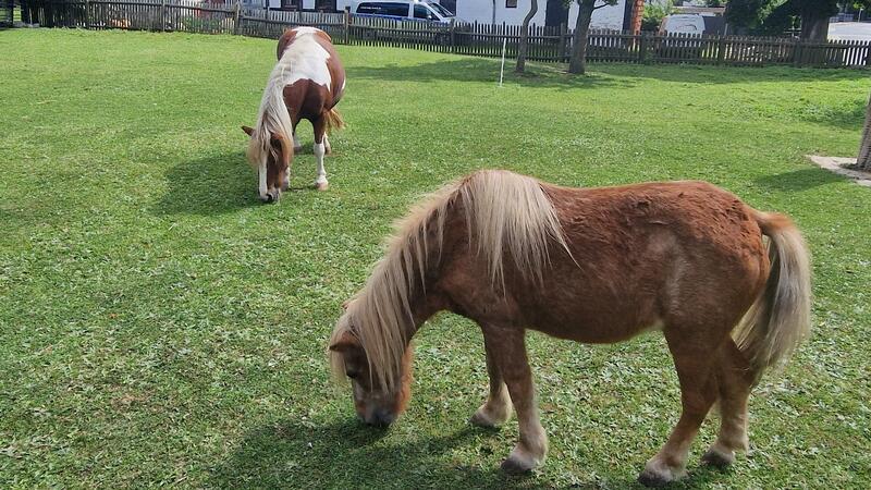 Die Harzshettys in Hahndorf feiern am Sonntag ihren 33. Geburtstag Shetlandpony Gipsy feiert ihren 30. Geburtstag und war fast von Anfang an dabei.