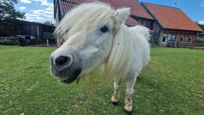 Die Harzshettys in Hahndorf feiern am Sonntag ihren 33. Geburtstag Shetlandpony Nilly freut sich schon auf die Besucher am Sonntag.