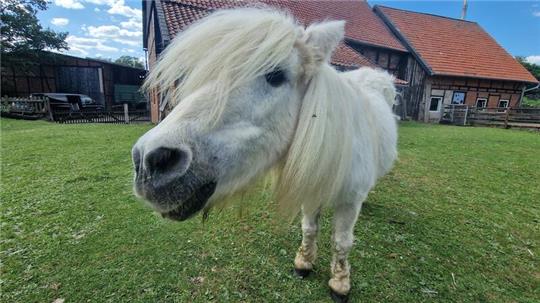 Shetlandpony Nilly freut sich schon auf die Besucher am Sonntag.
