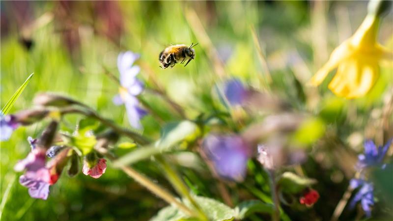 Sich an der bunten Natur freuen statt zu mähen - dafür wirbt die Aktion „mähfreier Mai“