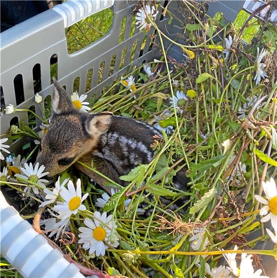 Sicher im Wäschekorb: ein von einem Feld gerettetes Rehkitz. Foto: Privat