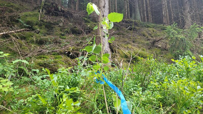 Ein Baumsetzling im Wald, mit einem blauen Band am Stamm.