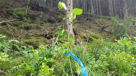 Ein Baumsetzling im Wald, mit einem blauen Band am Stamm.