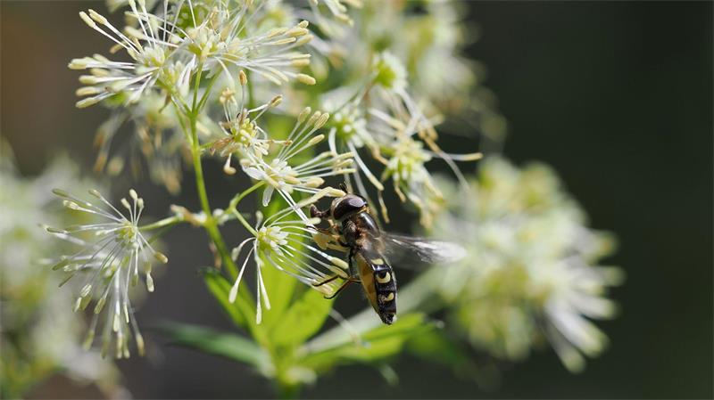 Sie gedeiht in Auenlandschaften, doch die werden weniger. Nun ist sie „Blume des Jahres“ geworden: die Gelbe Wiesenraute.